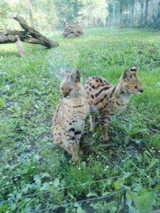 Une sortie scolaire sous le soleil : les élèves du RPI au Zoo de Mervent